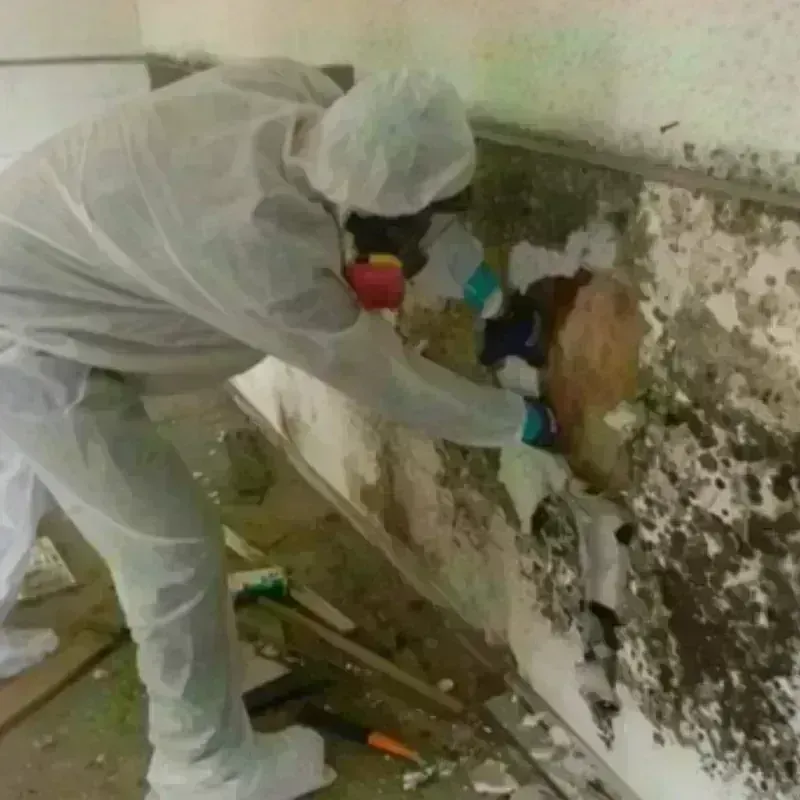 Mold Remediation and Removal in Edgewater, NJ